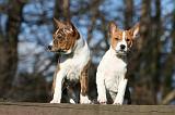 BASENJI 120